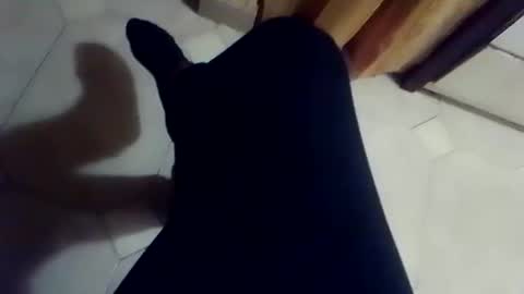 dthedog12 online show from March 2, 2026, 2:35 pm