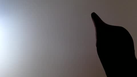 elosocazador online show from December 19, 2025, 8:27 pm