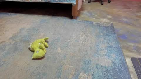 whises lits        online show from February 21, 2025, 12:28 pm