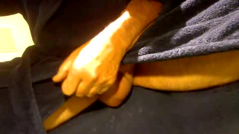 fastoys aka ...what ever.. online show from March 19, 2026, 2:32 pm