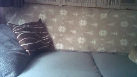 Jane and Findo online show from January 25, 2025, 5:51 am