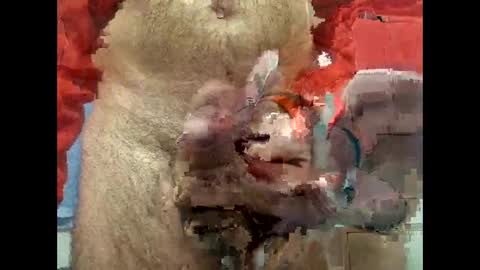 Snapshot of flippe64 chatting on February 5, 2025, 10:08 am flippe64 online show from February 5, 2025, 10:08 am