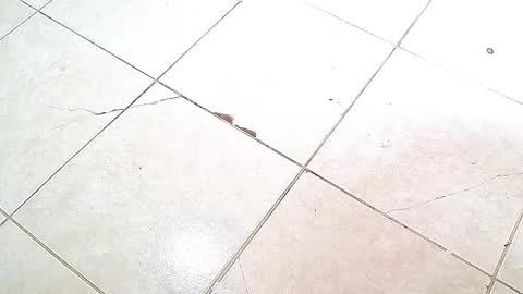 flyckers online show from October 6, 2025, 8:06 pm