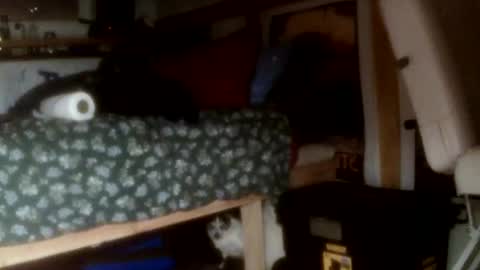 forestnymphpdx online show from November 14, 2025, 9:30 am