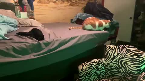 Snapshot of foxyladysback923 chatting on February 28, 2025, 3:37 am foxyladysback923 online show from February 28, 2025, 3:37 am