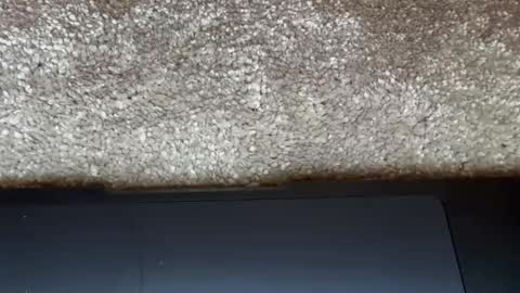 athena online show from February 27, 2026, 9:15 pm