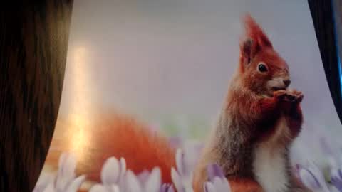 galera100 online show from March 3, 2026, 8:31 am