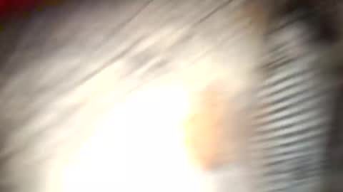 Snapshot of gallistuthomas440 chatting on October 26, 2025, 7:31 pm gallistuthomas440 online show from October 26, 2025, 7:31 pm