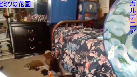 Gardenia online show from December 29, 2024, 6:56 am