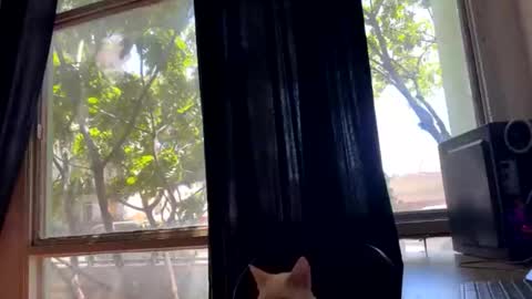 gerson229 online show from October 23, 2025, 1:21 pm