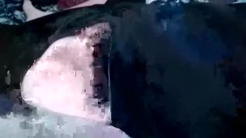 Snapshot of guevaraalexis036 chatting on October 4, 2025, 5:05 am guevaraalexis036 online show from October 4, 2025, 5:05 am