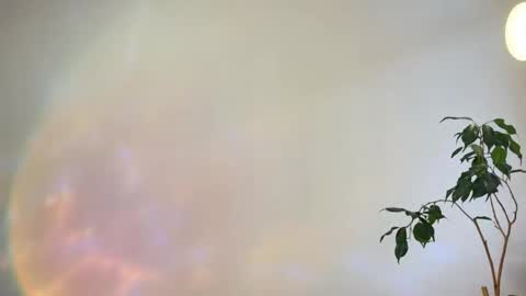 hannah levis  online show from February 25, 2026, 8:02 am