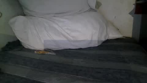 harry1cannary online show from January 13, 2026, 3:23 am