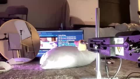 Snapshot of hectorramirezxxx chatting on December 15, 2025, 5:01 am LockedThug online show from December 15, 2025, 5:01 am