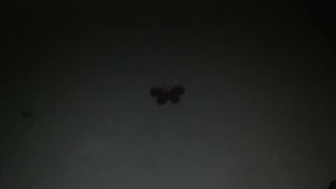 Iris online show from February 27, 2026, 8:09 pm