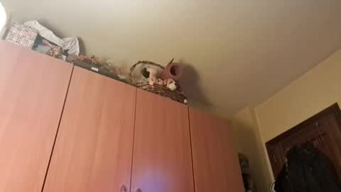 juanka85564456 online show from January 20, 2025, 9:43 pm