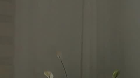 Help me with rate thanks  online show from February 2, 2025, 7:52 am