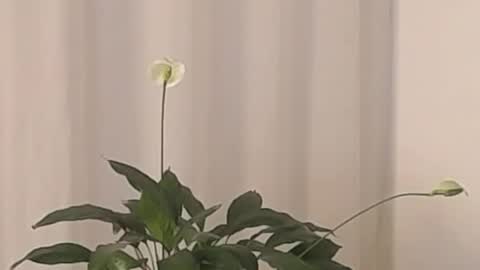 Help me with rate thanks  online show from March 2, 2025, 4:39 am