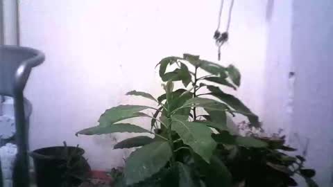 keny06 online show from December 31, 2024, 4:49 am