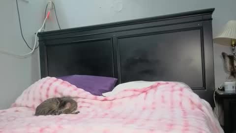 Snapshot of kittykat_1999 chatting on February 26, 2026, 5:06 am kittykat 1999 online show from February 26, 2026, 5:06 am