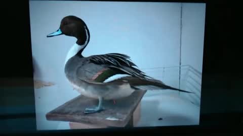 Lance online show from January 13, 2025, 1:02 am