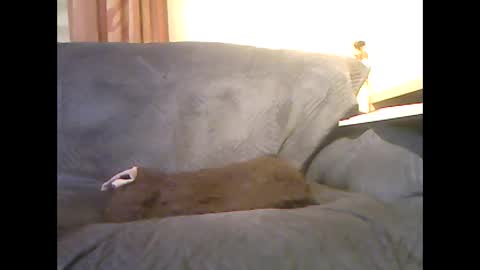 Snapshot of lion160868 chatting on February 6, 2026, 9:34 am lion160868 online show from February 6, 2026, 9:34 am