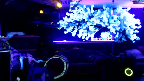 GentleViolet online show from January 17, 2025, 8:45 am