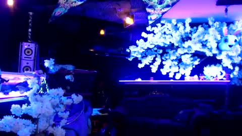 GentleViolet online show from January 21, 2025, 4:54 am