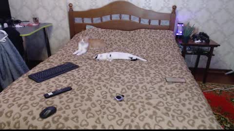 Sevy online show from December 30, 2024, 12:11 am