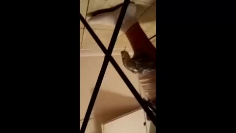 luvthickoness online show from March 17, 2026, 6:06 am