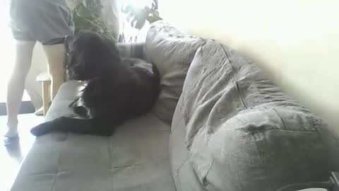 luzardol online show from March 5, 2025, 2:56 pm