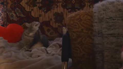 Elis online show from February 20, 2026, 2:17 pm