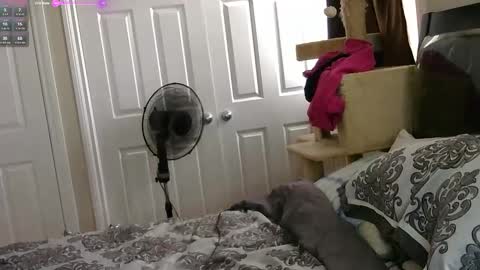 MrsJess online show from November 17, 2025, 6:03 pm