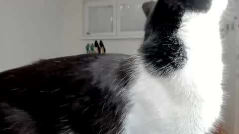 naughtysabine1 online show from February 6, 2025, 9:53 am