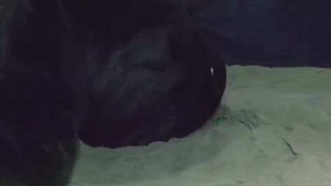 Snapshot of nightqueen69 chatting on March 8, 2025, 5:07 am Watch us Fuck online show from March 8, 2025, 5:07 am