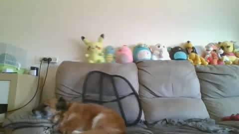 Brian and Logan Brogan online show from January 18, 2026, 7:34 am