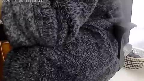 nineinchhard online show from January 6, 2025, 11:40 am