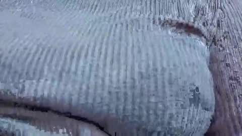 nora_roy246 online show from January 9, 2026, 2:58 am