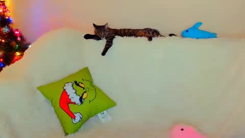 hi glad to chat online show from December 26, 2024, 7:56 am