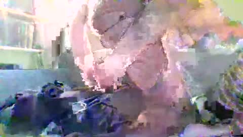 Snapshot of nylonloversffm chatting on January 17, 2026, 7:17 pm NYlonloversFFM online show from January 17, 2026, 7:17 pm