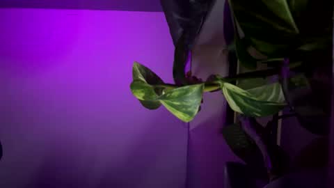 bbygtbckkk online show from December 17, 2024, 4:34 am