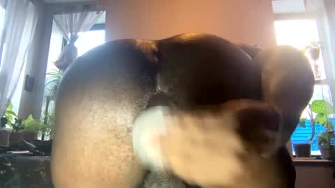 bbygtbckkk online show from January 3, 2025, 8:54 pm