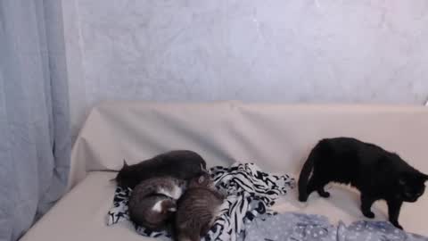 Olivia online show from September 19, 2025, 11:38 pm