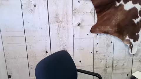 Snapshot of openmindedcowboy chatting on February 24, 2025, 4:47 pm kinkynerd online show from February 24, 2025, 4:47 pm