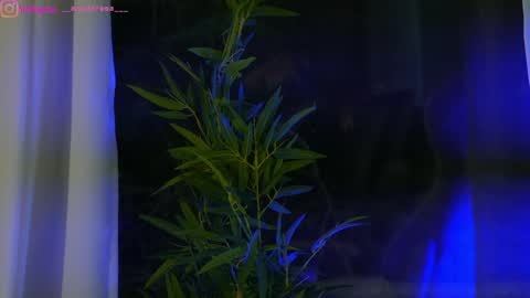 Dee online show from January 25, 2025, 12:37 pm