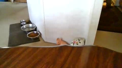 Snapshot of porkchopp3 chatting on November 5, 2025, 7:03 pm porkchopp3 online show from November 5, 2025, 7:03 pm