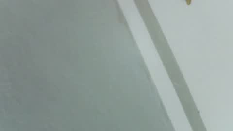 Rose online show from November 14, 2025, 8:24 am