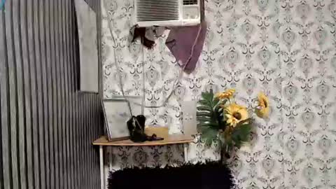 Snapshot of queen_elicktra chatting on September 10, 2025, 11:05 pm JOY online show from September 10, 2025, 11:05 pm