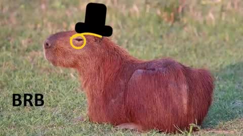 Chris online show from November 15, 2025, 8:27 pm