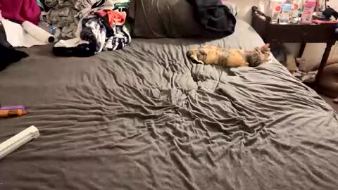 roguestoner420 online show from March 7, 2026, 2:08 am